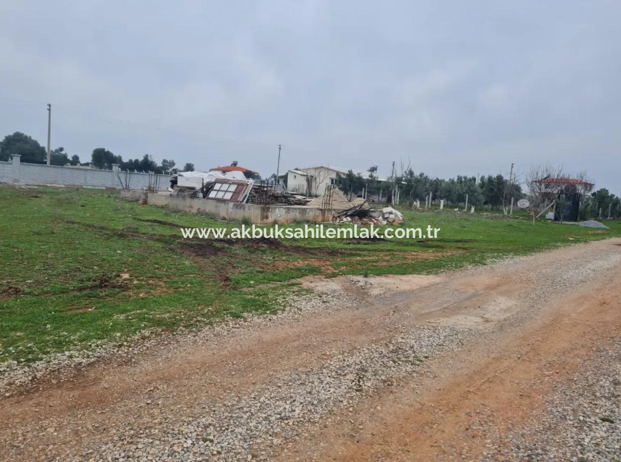 Muğla Milas Stapelte 9300 M2 Olivenhain Zum Verkauf