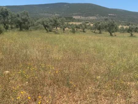 Grundstück Zum Verkauf In Didim Akyeniköy