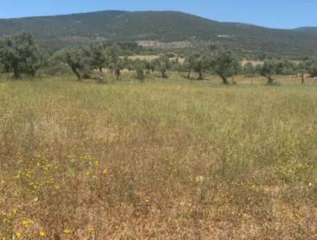 Grundstück Zum Verkauf In Didim Akyeniköy