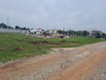 Muğla Milas Stapelte 9300 M2 Olivenhain Zum Verkauf