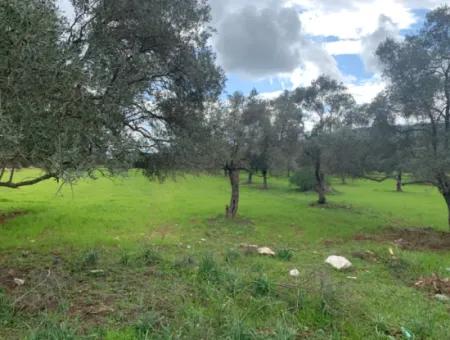 Muğla Milas Stapelte 9300 M2 Olivenhain Zum Verkauf