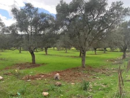 Muğla Milas Stapelte 9300 M2 Olivenhain Zum Verkauf