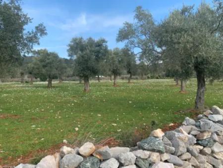 Muğla Milas Stapelte 9300 M2 Olivenhain Zum Verkauf