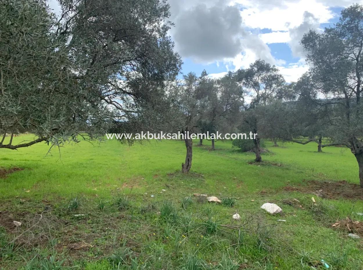 Muğla Milas Piled 9300 M2 Olive Grove For Sale