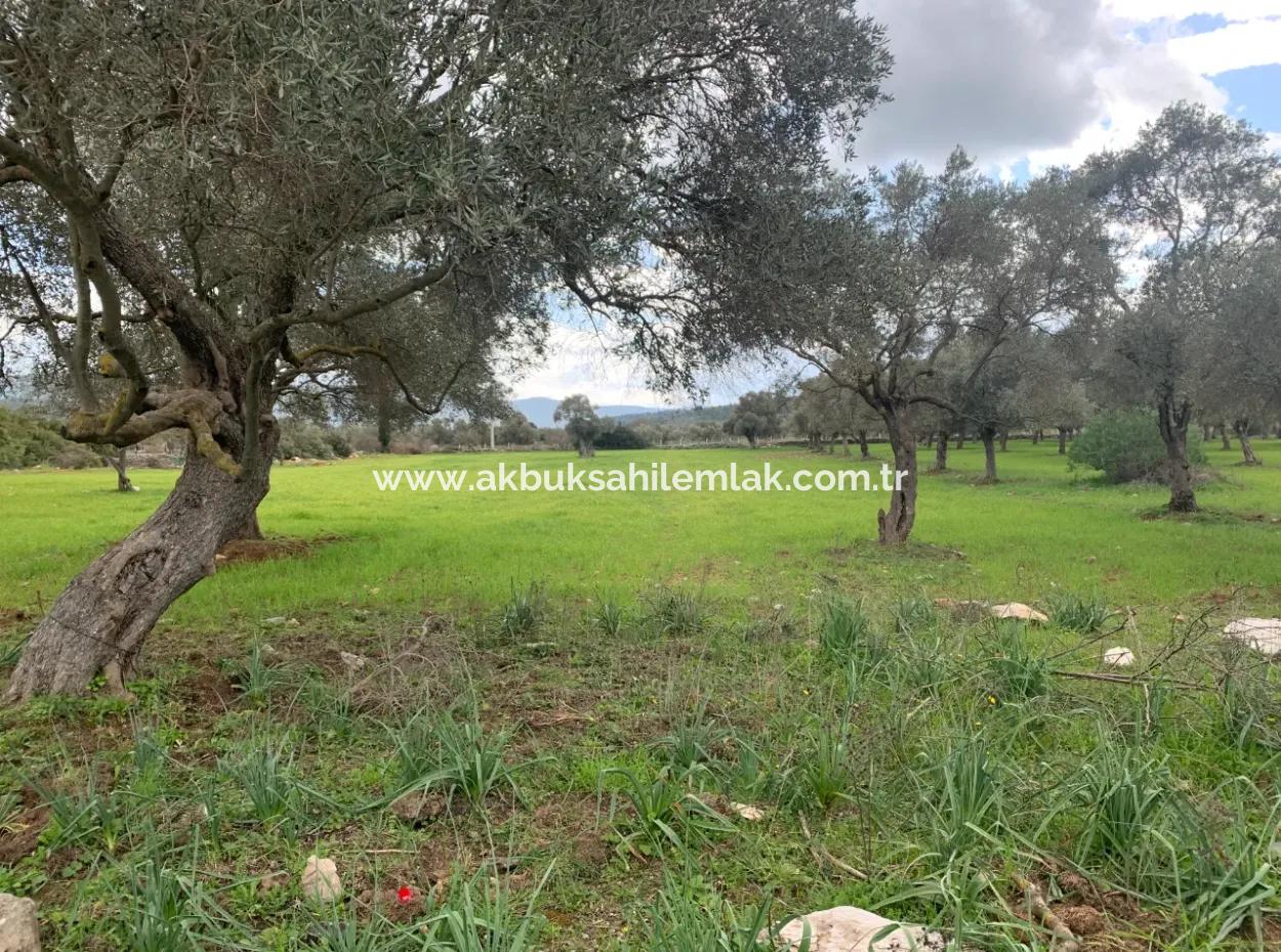 7 Acres Of Land For Sale In Milas Kazıklı