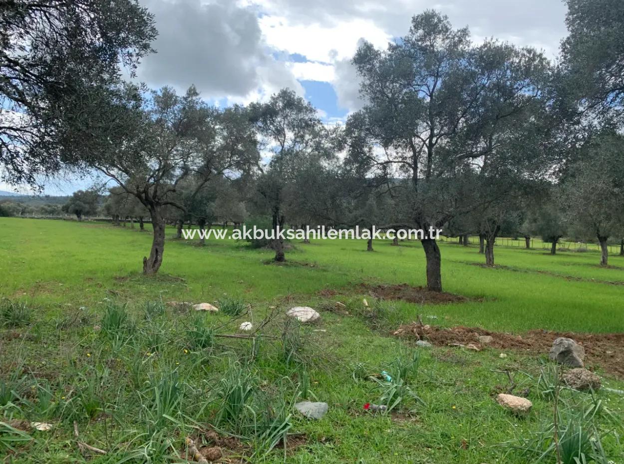 7 Acres Of Land For Sale In Milas Kazıklı