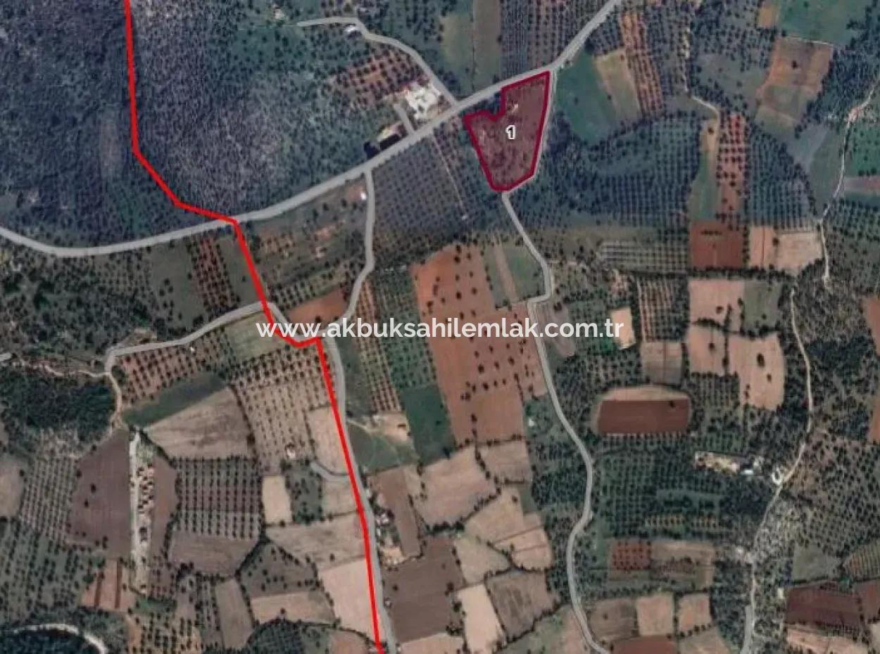 12.700 M2 Olive Grove For Sale In Milas Kazıklı