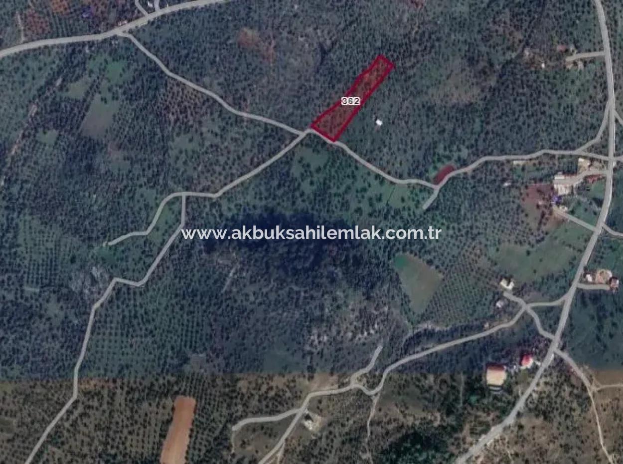 7266 M2 Olive Grove For Sale In Milas Kazıklı