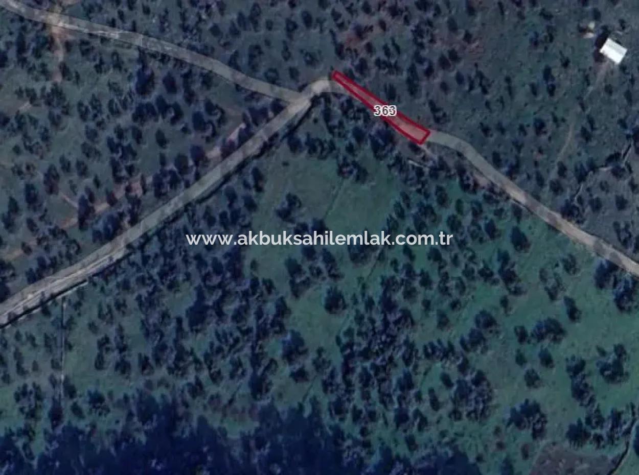 280 M2 Olive Grove For Sale In Milas Kazıklı