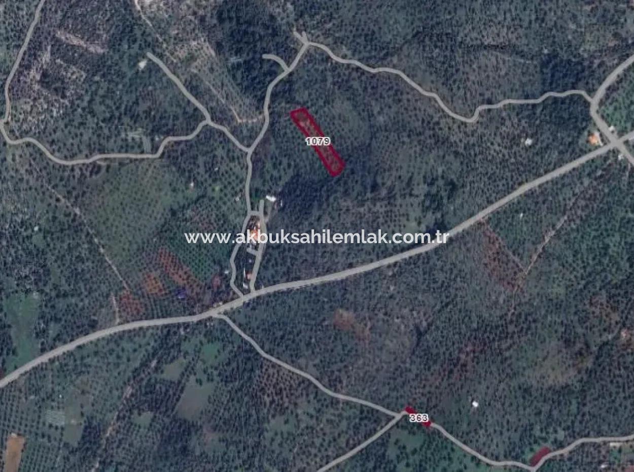 3500 M2 Olive Grove For Sale In Milas Kazıklı