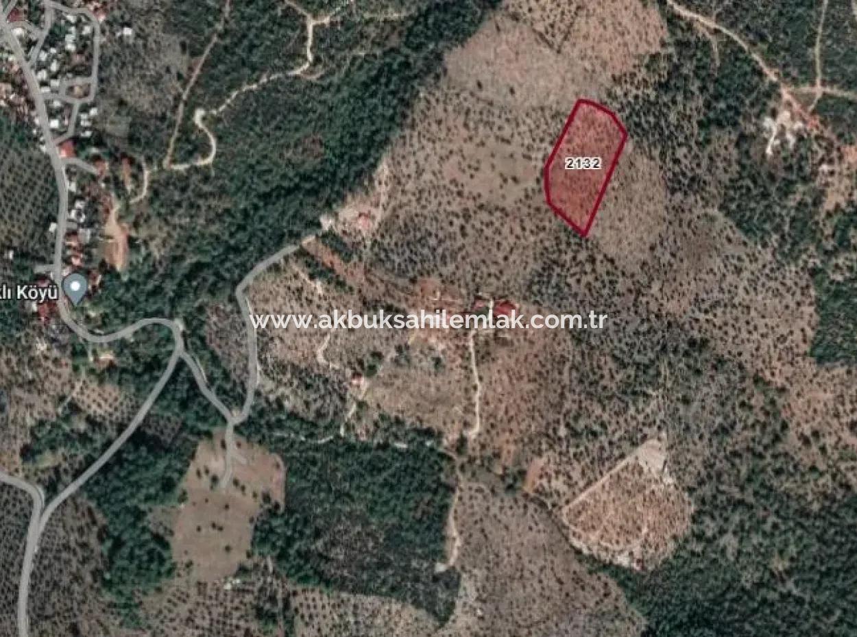 12.684 M2 Olive Grove For Sale In Milas Kazıklı