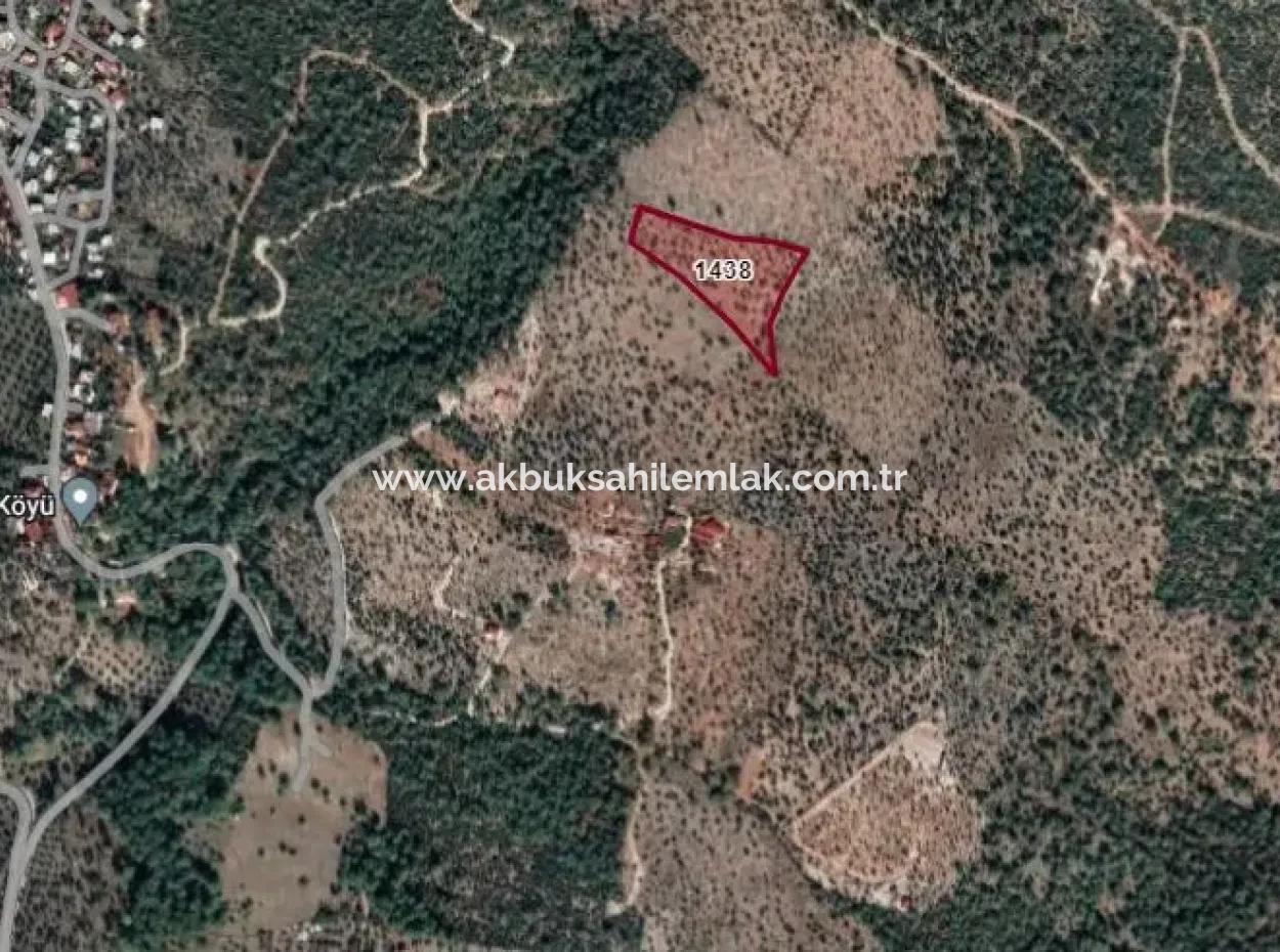 10625 M2 Olive Grove For Sale In Milas Kazıklı