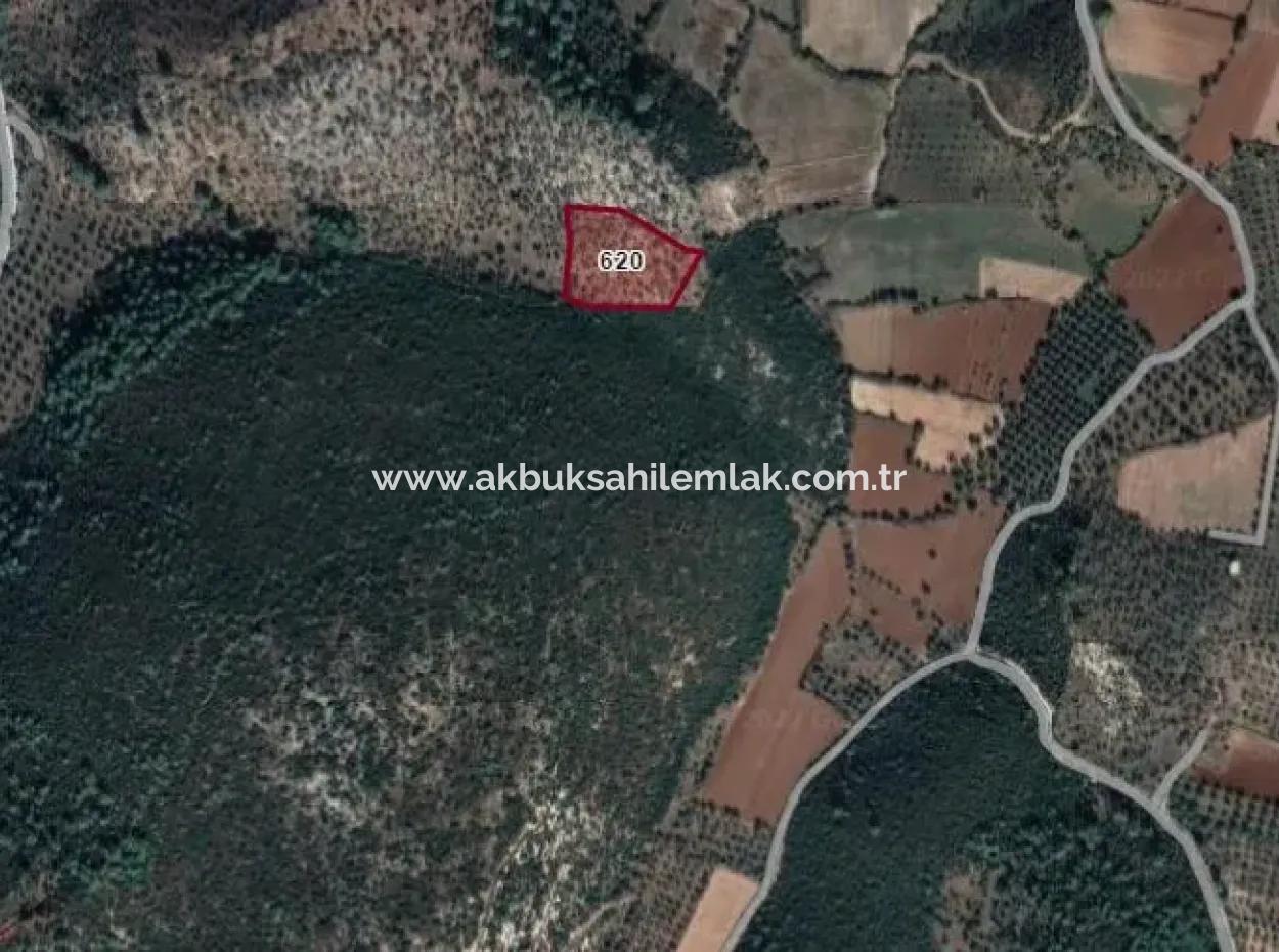 9525 M2 Olive Grove For Sale In Milas Kazıklı