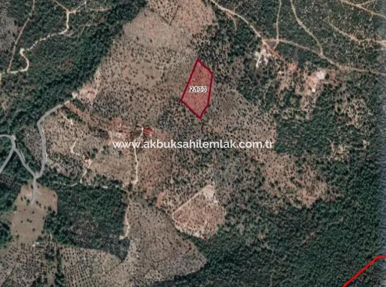 12.684 M2 Olive Grove For Sale In Milas Kazıklı