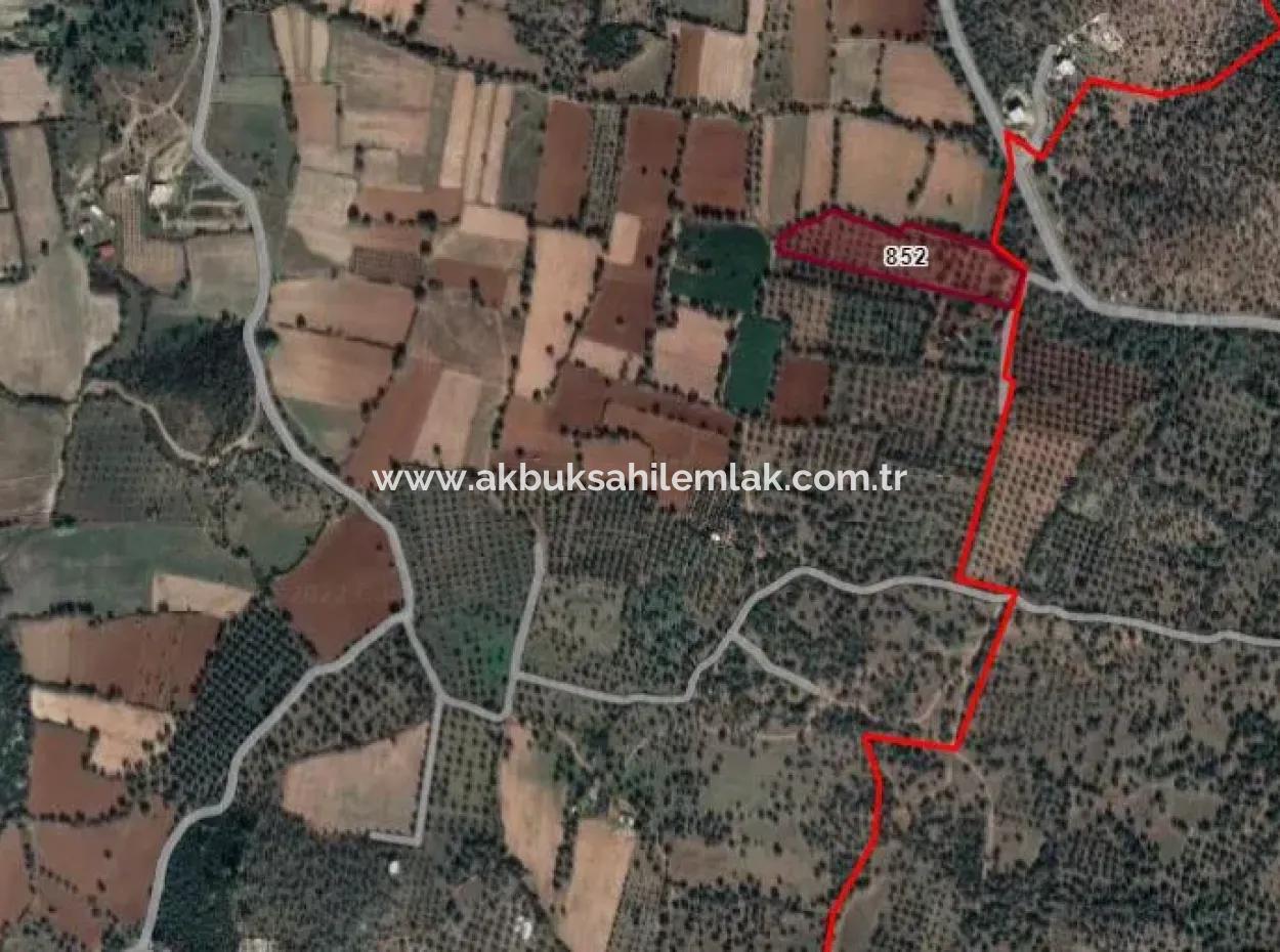 12.146 M2 Olive Grove For Sale In Milas Kazıklı