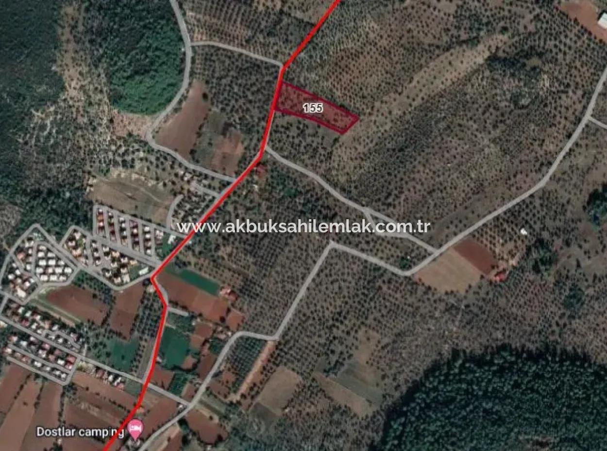 8.586 M2 Olive Grove For Sale In Milas Gürçamlar