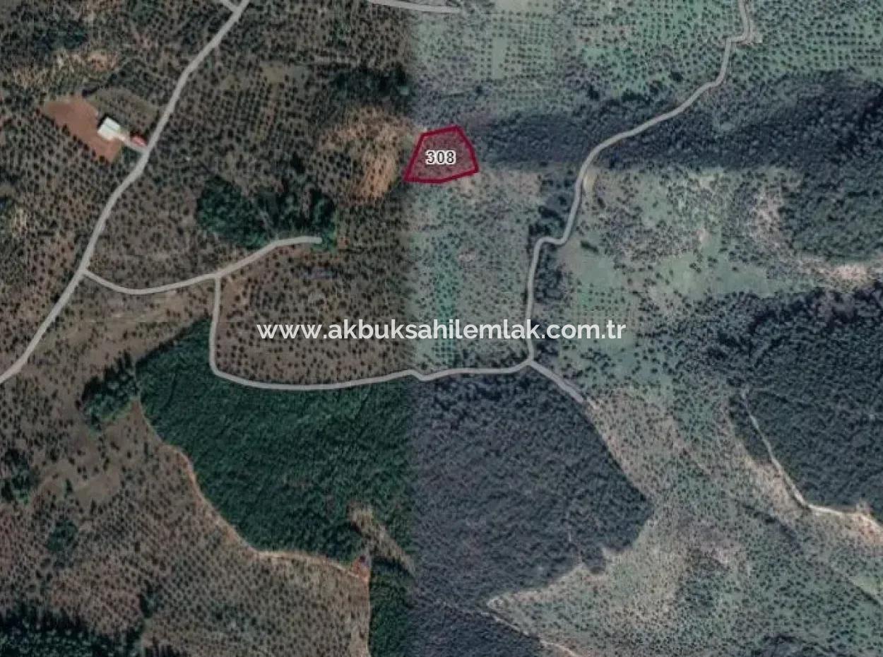 5.973 M2 Olive Grove For Sale In Milas Gürçamlar