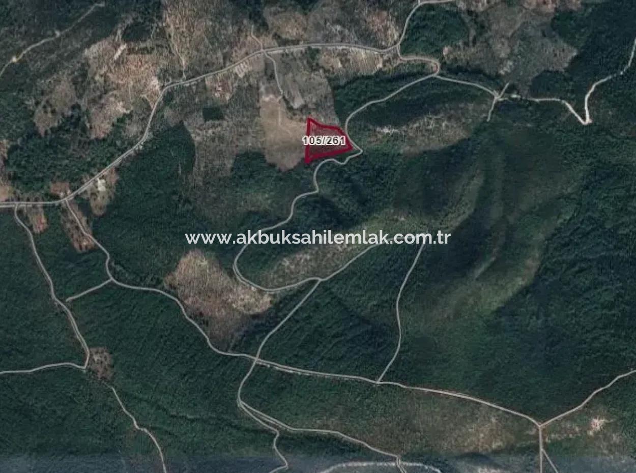 18.014 M2 Olive Grove For Sale In Milas Kazıklıbucak