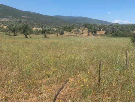 Land For Sale In Didim Akyeniköy