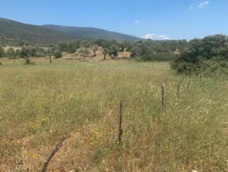 Land For Sale In Didim Akyeniköy