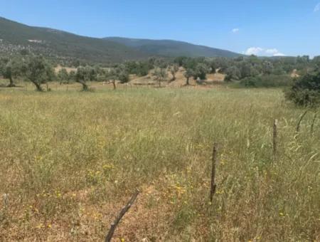 Land For Sale In Didim Akyeniköy