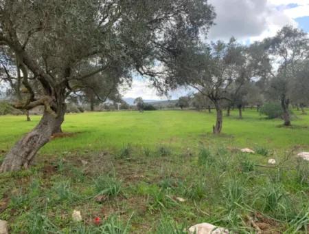 Muğla Milas Piled 9300 M2 Olive Grove For Sale