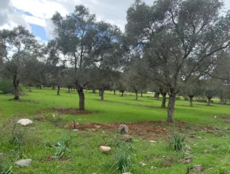 Muğla Milas Piled 9300 M2 Olive Grove For Sale