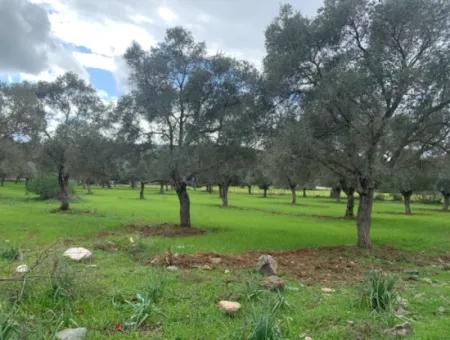 Muğla Milas Piled 9300 M2 Olive Grove For Sale