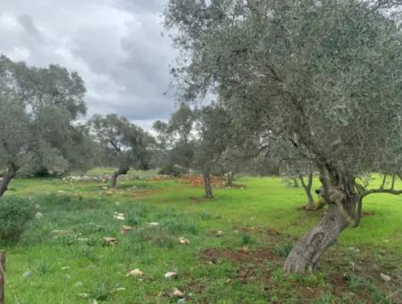 Muğla Milas Piled 9300 M2 Olive Grove For Sale