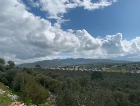 Muğla Milas Piled 9300 M2 Olive Grove For Sale