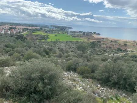 Muğla Milas Piled 9300 M2 Olive Grove For Sale