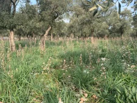 Muğla Milas Piled 9300 M2 Olive Grove For Sale