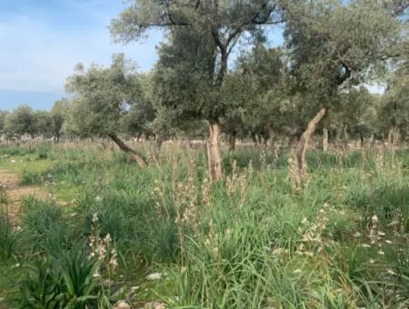 Muğla Milas Piled 9300 M2 Olive Grove For Sale