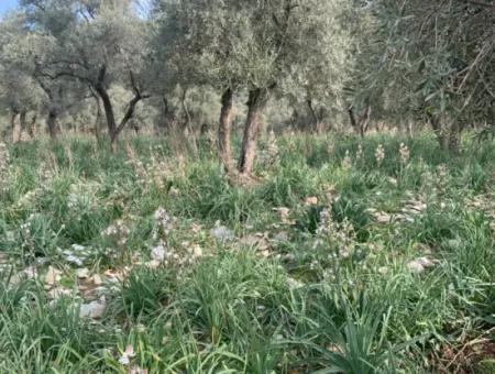 Muğla Milas Piled 9300 M2 Olive Grove For Sale