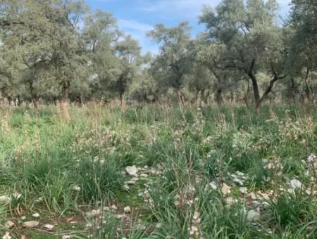 Muğla Milas Piled 9300 M2 Olive Grove For Sale