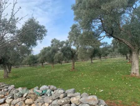 Muğla Milas Piled 9300 M2 Olive Grove For Sale