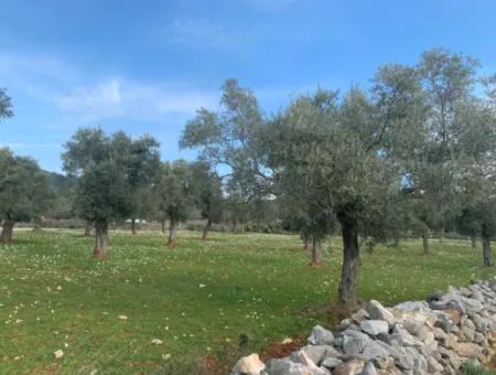 Muğla Milas Piled 9300 M2 Olive Grove For Sale