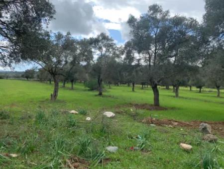 7 Acres Of Land For Sale In Milas Kazıklı