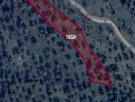 2.400 M2 Olive Grove For Sale In Kazıklı