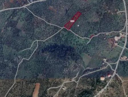 7266 M2 Olive Grove For Sale In Milas Kazıklı