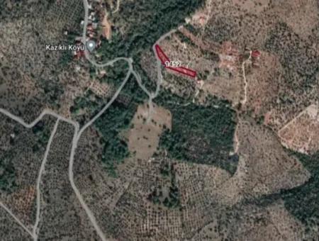 3450 M2 Olive Grove For Sale In Milas Kazıklı