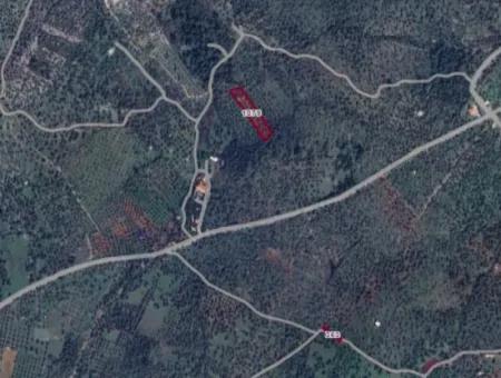 3500 M2 Olive Grove For Sale In Milas Kazıklı