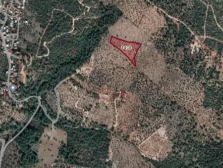 10625 M2 Olive Grove For Sale In Milas Kazıklı