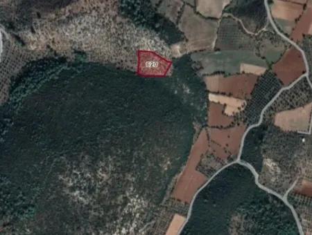 9525 M2 Olive Grove For Sale In Milas Kazıklı