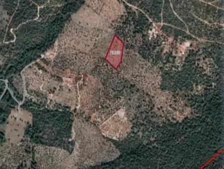 12.684 M2 Olive Grove For Sale In Milas Kazıklı