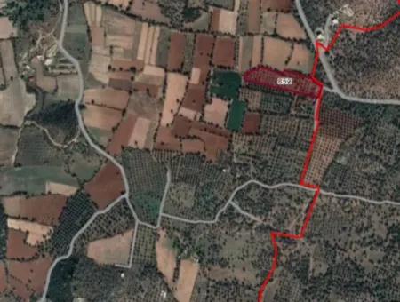 12.146 M2 Olive Grove For Sale In Milas Kazıklı