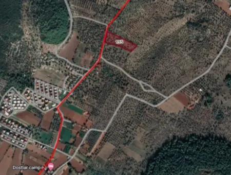 8.586 M2 Olive Grove For Sale In Milas Gürçamlar