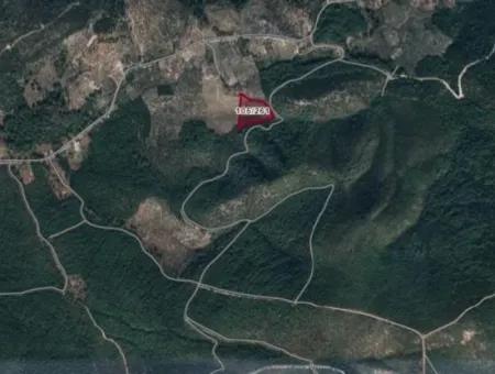 18.014 M2 Olive Grove For Sale In Milas Kazıklıbucak