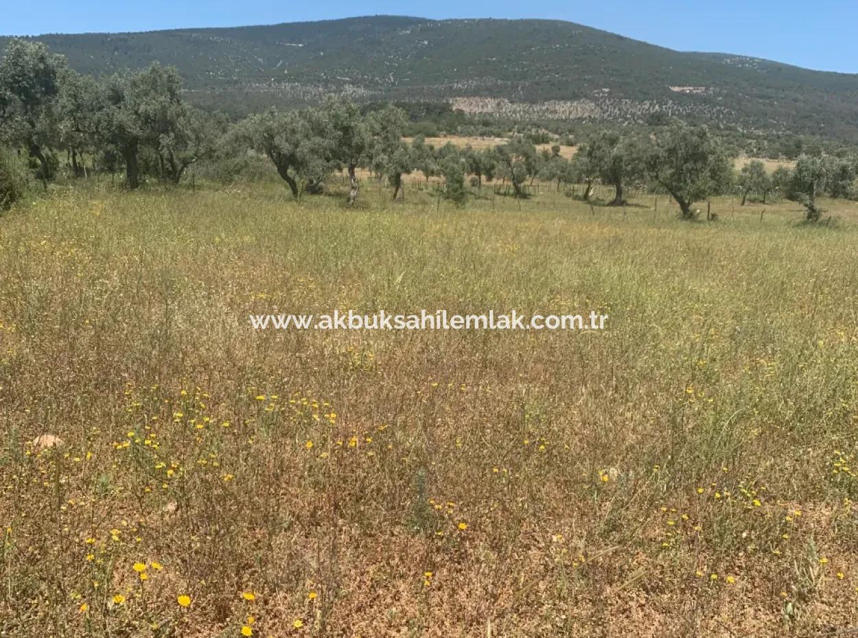 Didim Akyeniköyde Satılık Arsa